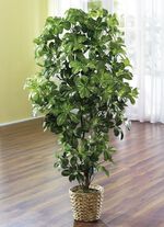 Schefflera in pot 