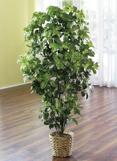 Schefflera in pot 