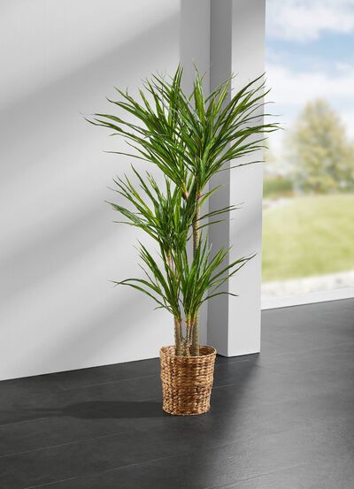 Yuccapalm in een pot 