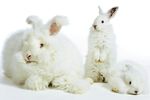 Angora-ondergoed voor dames 