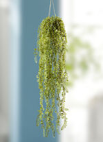 Senecio hanger met ophanging 