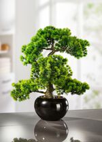 Lariksbonsai in zwarte keramische pot 