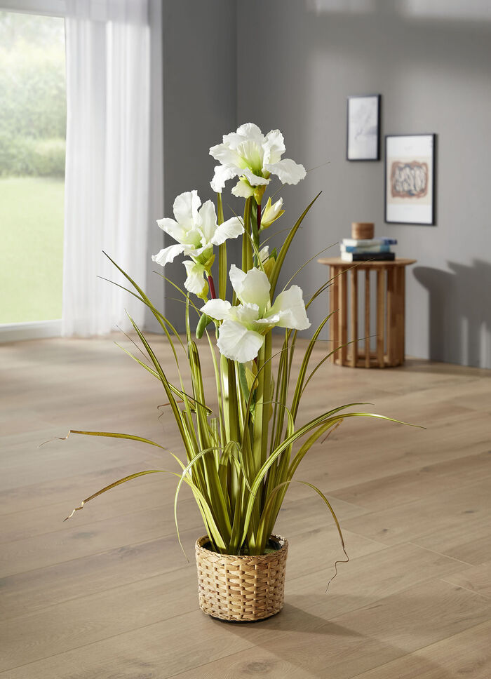 Mooie lelie in een pot WEISS