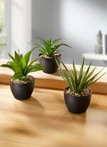 Vetplanten in potten, set van 3 