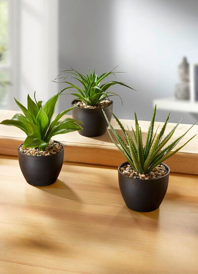 Vetplanten in potten, set van 3 