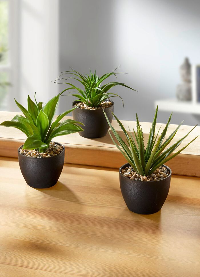 Vetplanten in potten, set van 3 