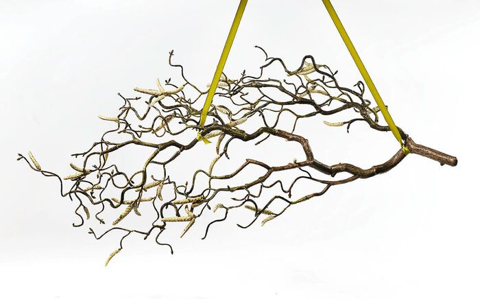 Hazelnoottak van hoogwaardig kunststof 