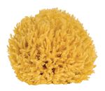 Natuurspons 11 cm NATUUR