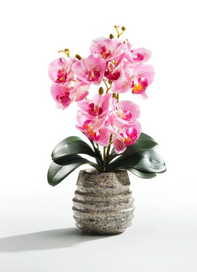 Orchidee&euml;n arrangement in een pot 