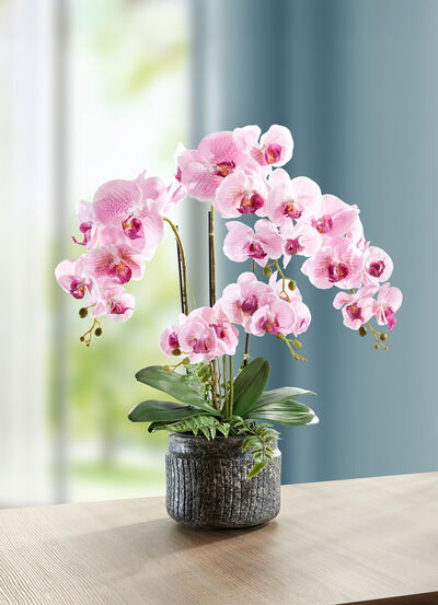 Orchideeën arrangement in een pot 