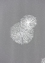 Glasgordijn met automatische plooiband 