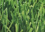Wonder-graszaden 