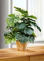 Bedrieglijk echt ogend raamblad in een pot 