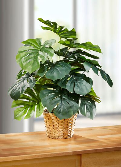 Bedrieglijk echt ogend raamblad in een pot 