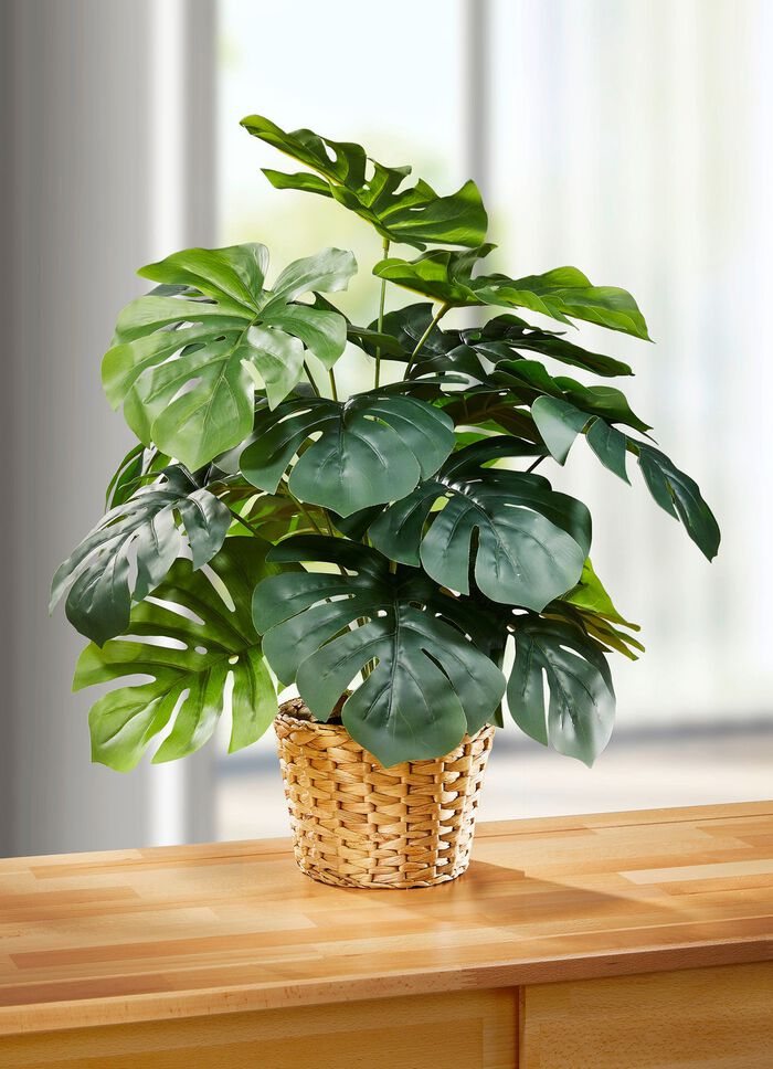 Bedrieglijk echt ogend raamblad in een pot 