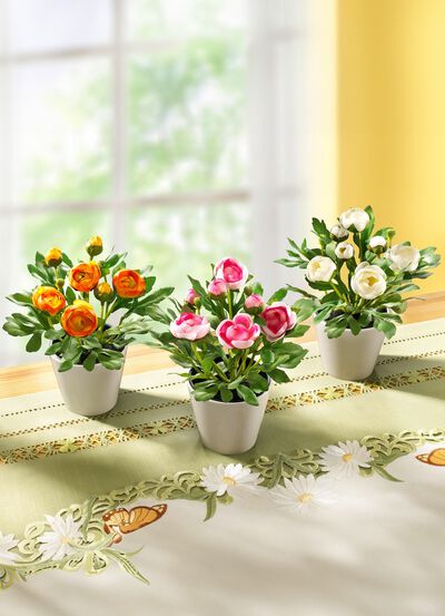 Ranonkels, set van 3 