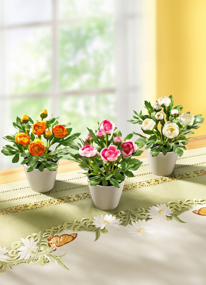 Ranonkels, set van 3 