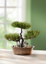 Bonsai uit het Verre Oosten 