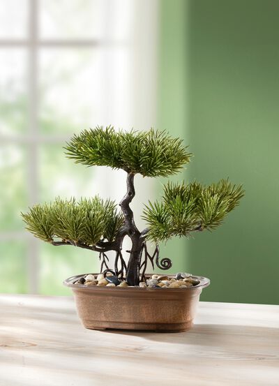 Bonsai uit het Verre Oosten 