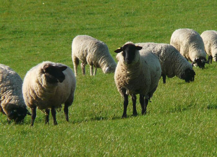 Mat van echte lamsvacht in dierenvorm 