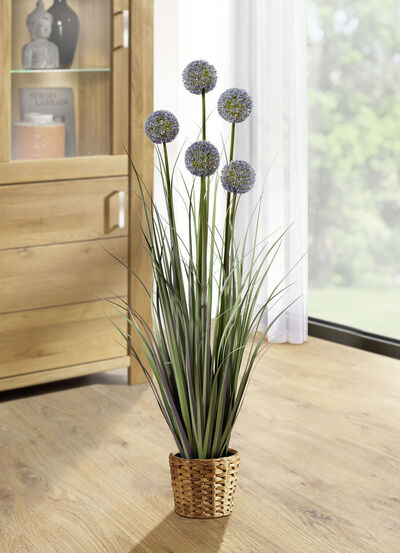 Allium arrangement in een pot 