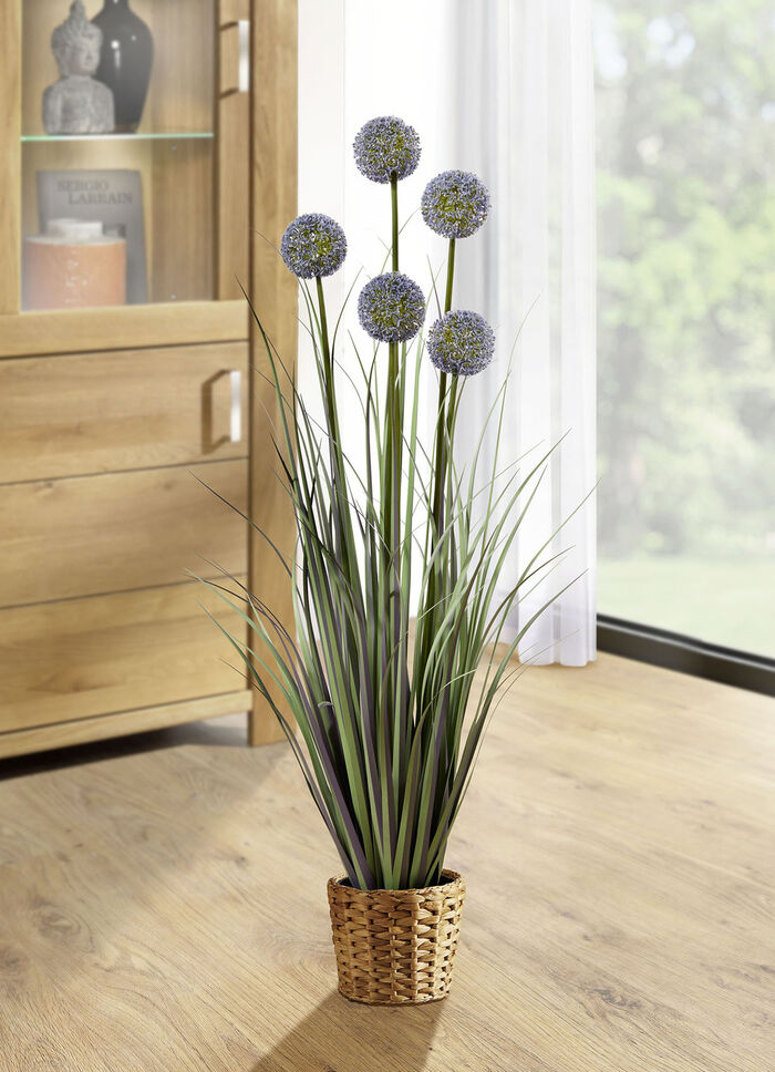 Allium arrangement in een pot 