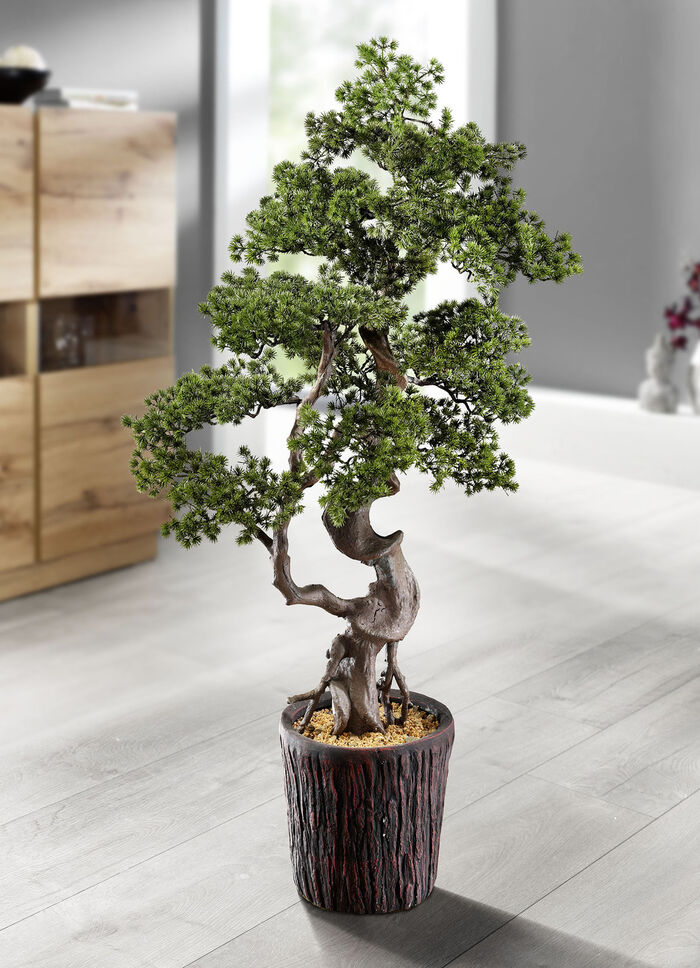 Lariks-bonsai in magnesiapot 