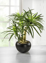 Yucca bonsai in een keramische pot 