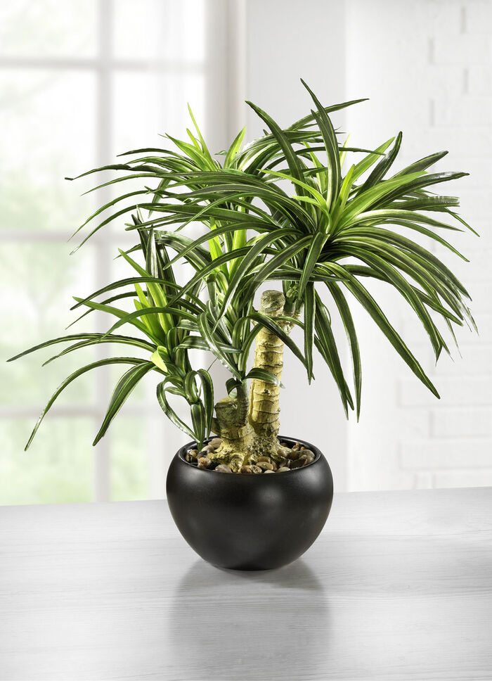 Yucca bonsai in een keramische pot 