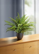 Zwaardvaren in een pot 