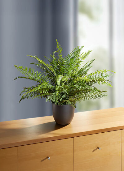 Zwaardvaren in een pot 