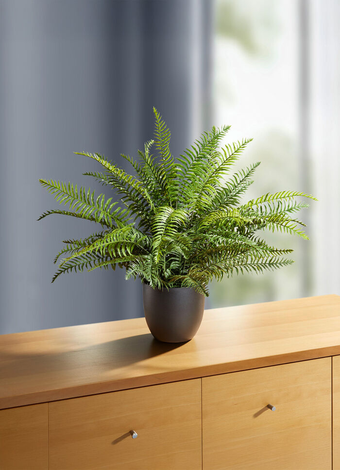 Zwaardvaren in een pot 