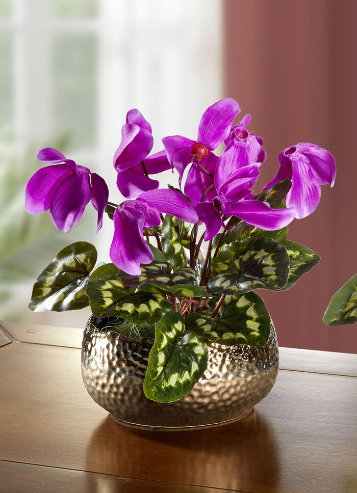 Cyclamen in de schelp ROZE
