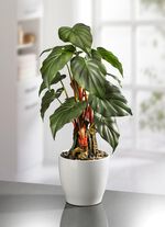 Pijlblad in keramische pot 