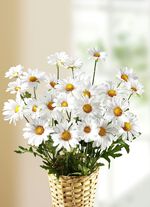 Margriettakken, set van 3 