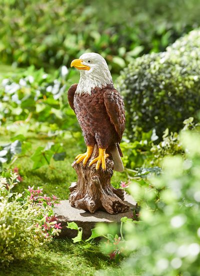 Amerikaanse zeearend 