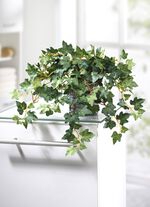 Klimop in bamboe pot 