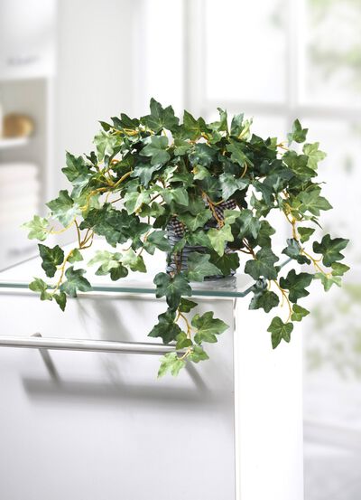 Klimop in bamboe pot 