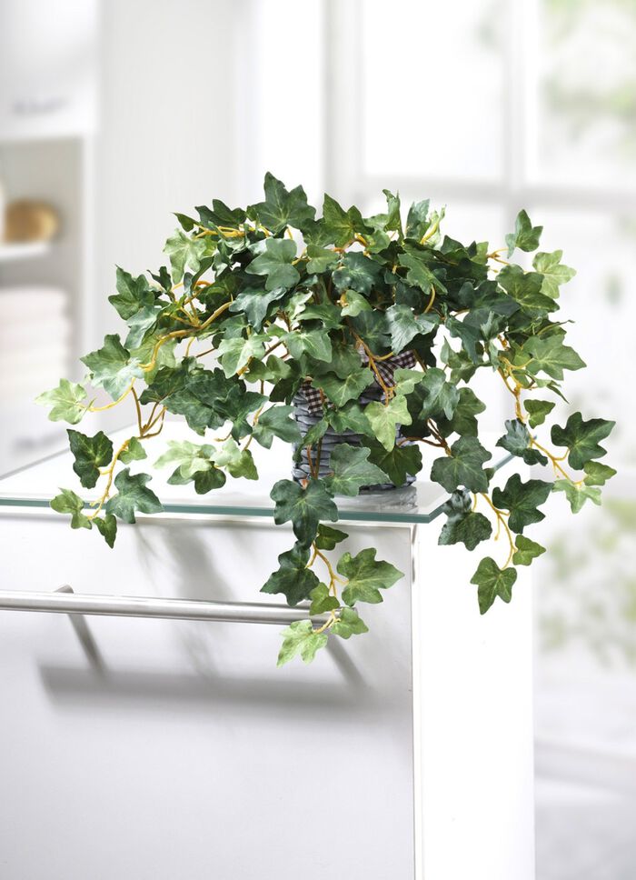 Klimop in bamboe pot 