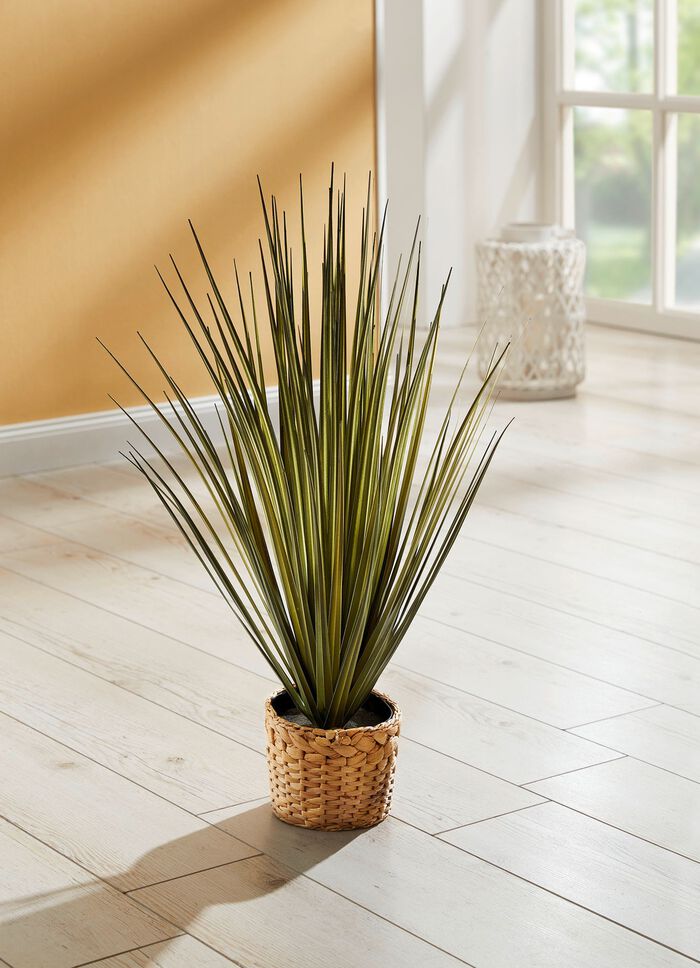 Grasstruik in pot 