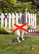 Solar-dierafweer Basic 