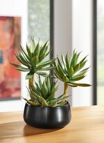 Agave in plastic pot 