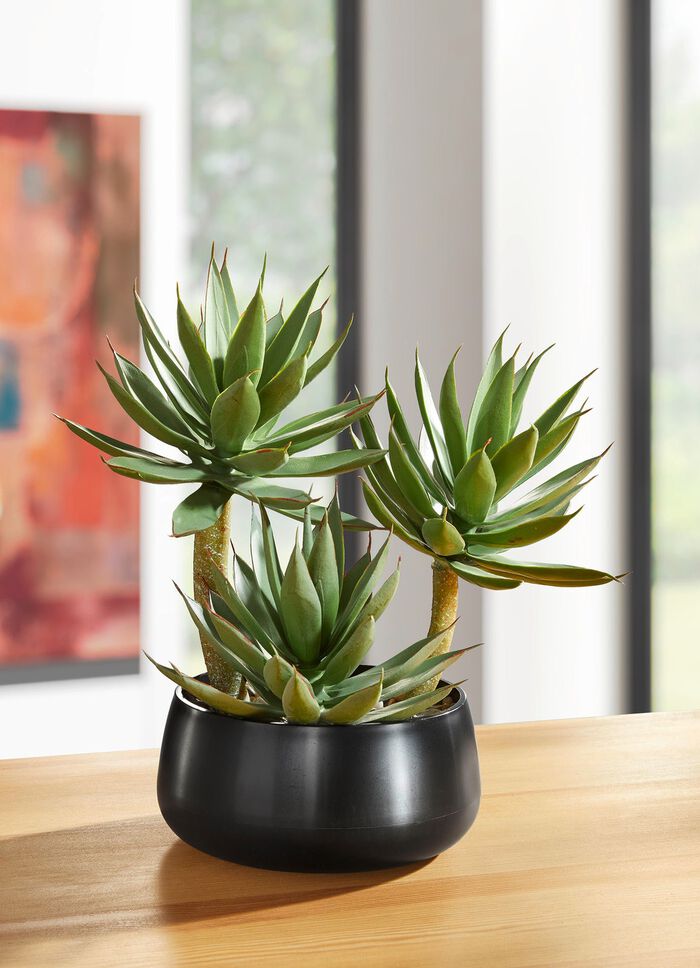 Agave in plastic pot 