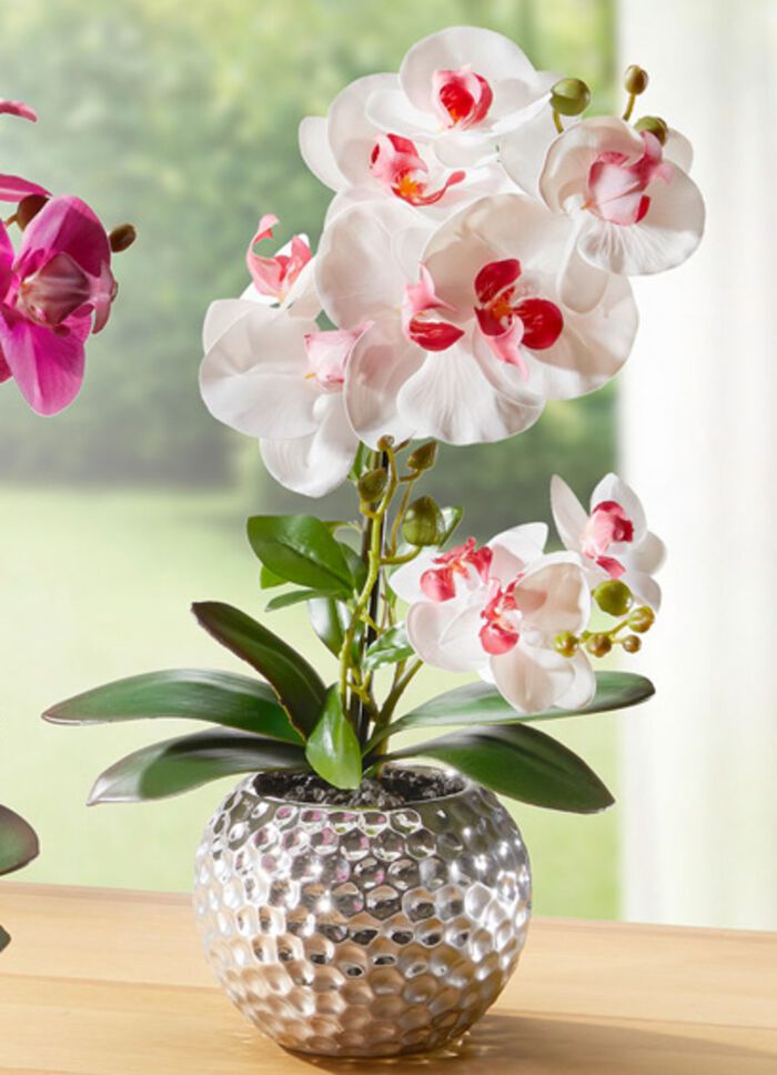 Orchidee Phalaenopsis in keramische kom ROZE-WIT