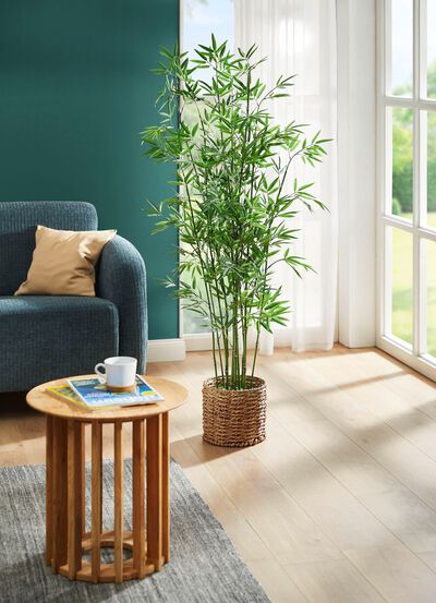 Bamboe in waterhyacintmand 