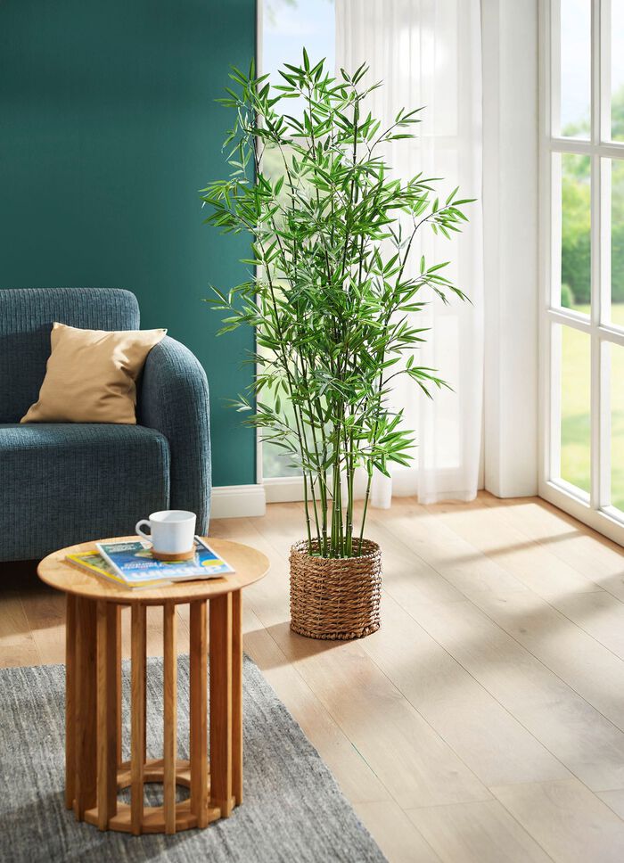 Bamboe in waterhyacintmand 