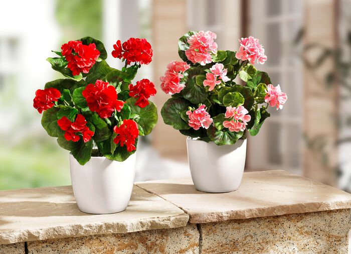 geranium in een keramische pot 