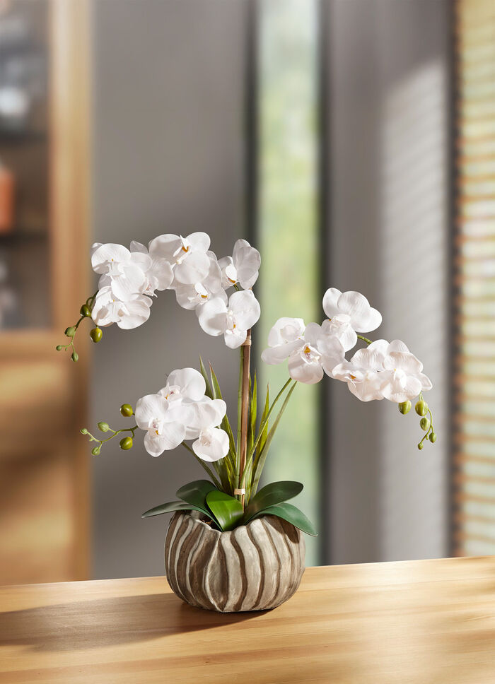 Orchidee in een zilverkleurige pot 