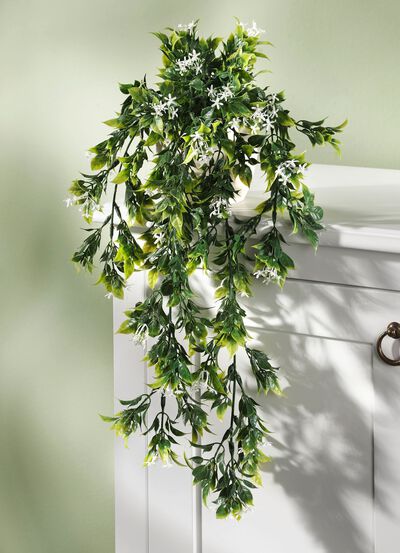 Hangplant met kleine witte bloemen 