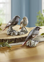 Gekraagde Roodstaart - Vogel van het Jaar 2025 